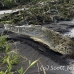 crocodile_american_tar_h_1023_cos1969.jpg